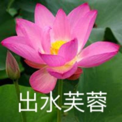 我的总裁女友h5下载